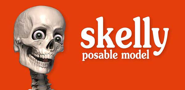 skelly poseable anatomy model